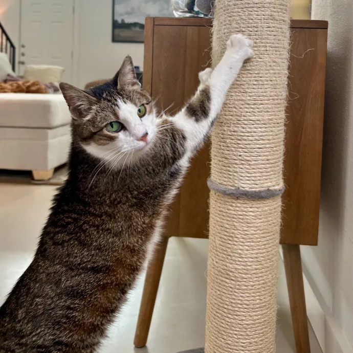 Meows With Molly