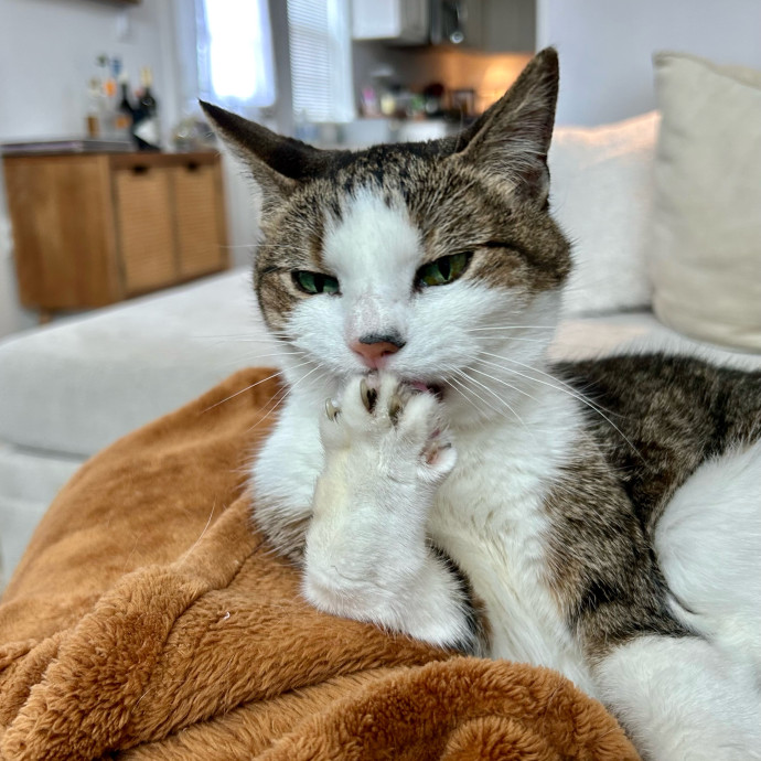 Meows With Molly