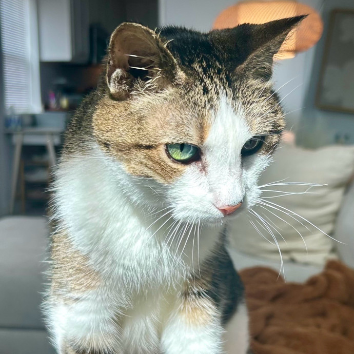 Meows With Molly