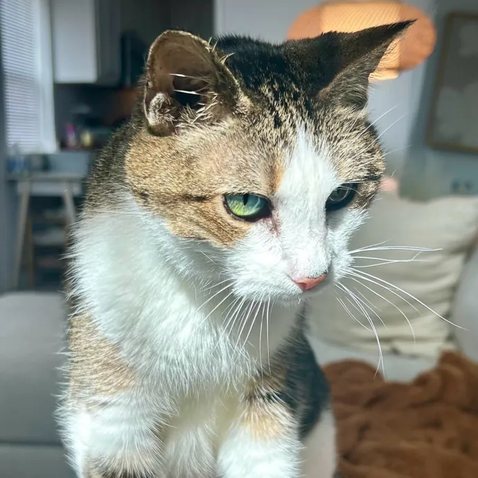 Meows With Molly