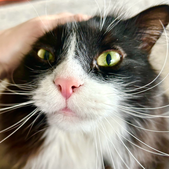 Meows With Molly