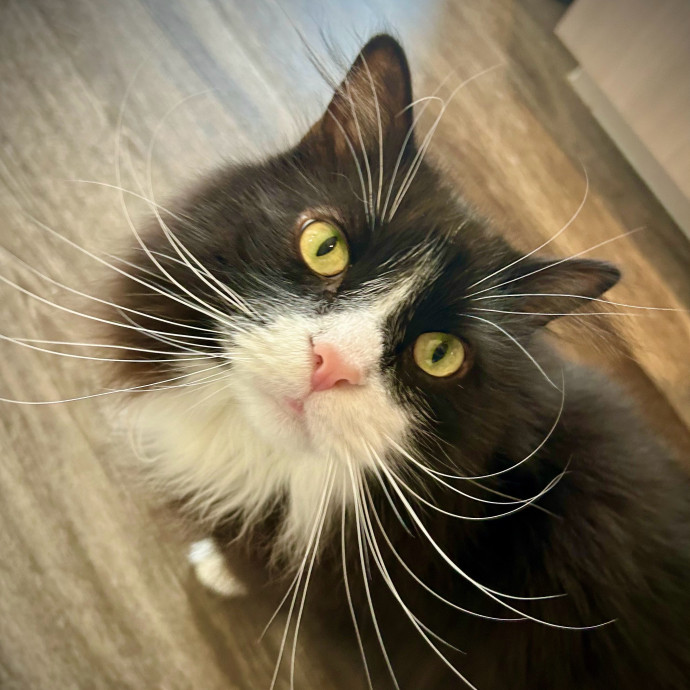 Meows With Molly
