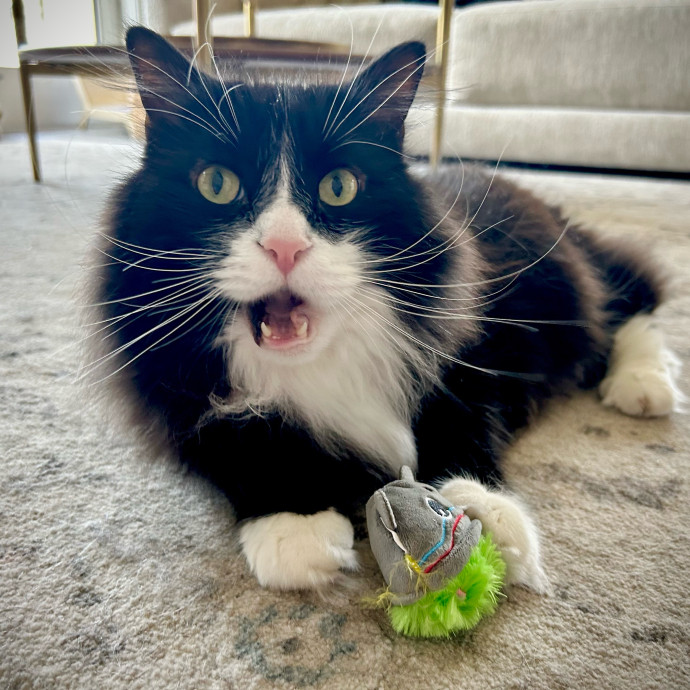 Meows With Molly