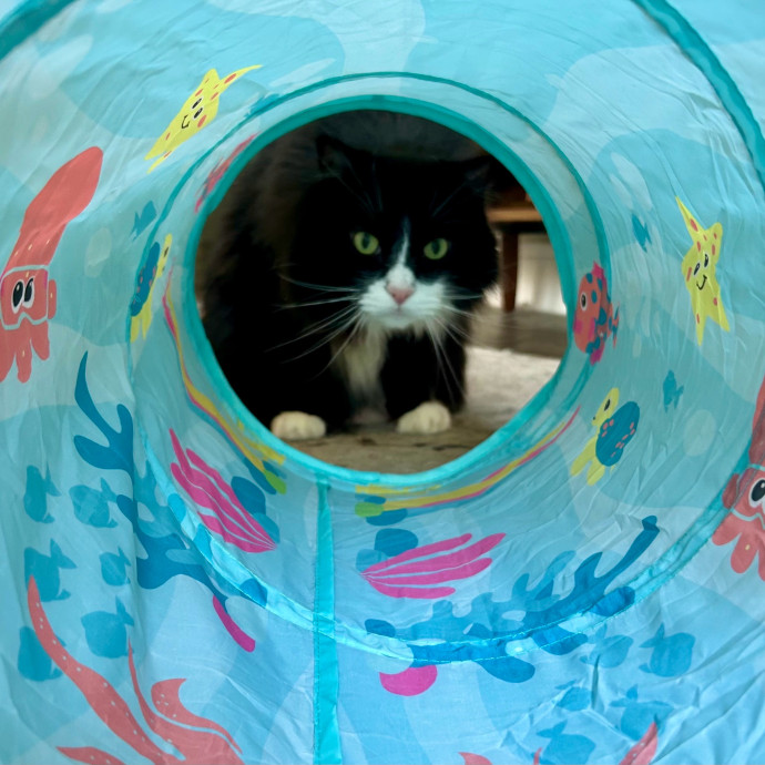 Meows With Molly