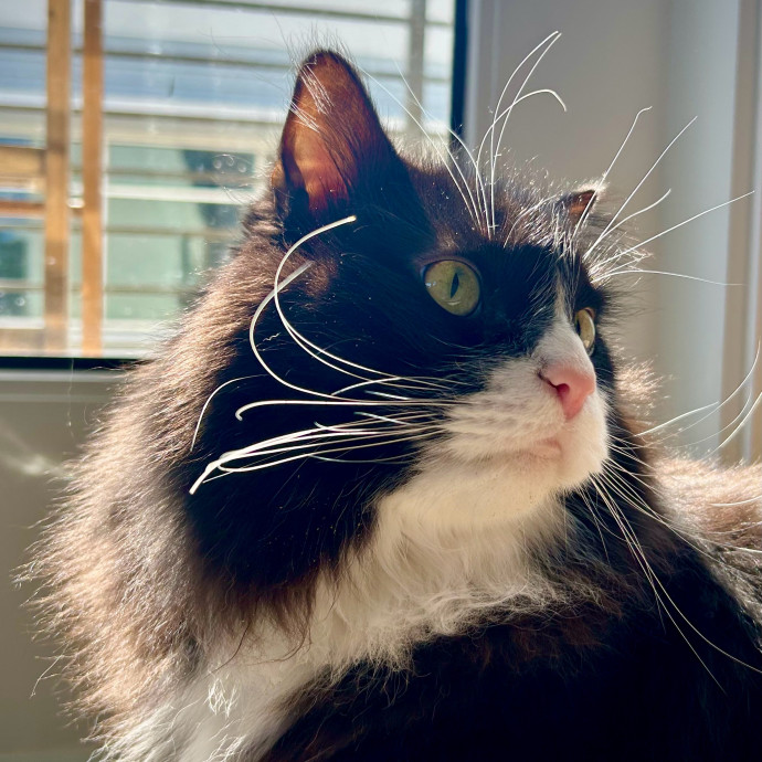 Meows With Molly
