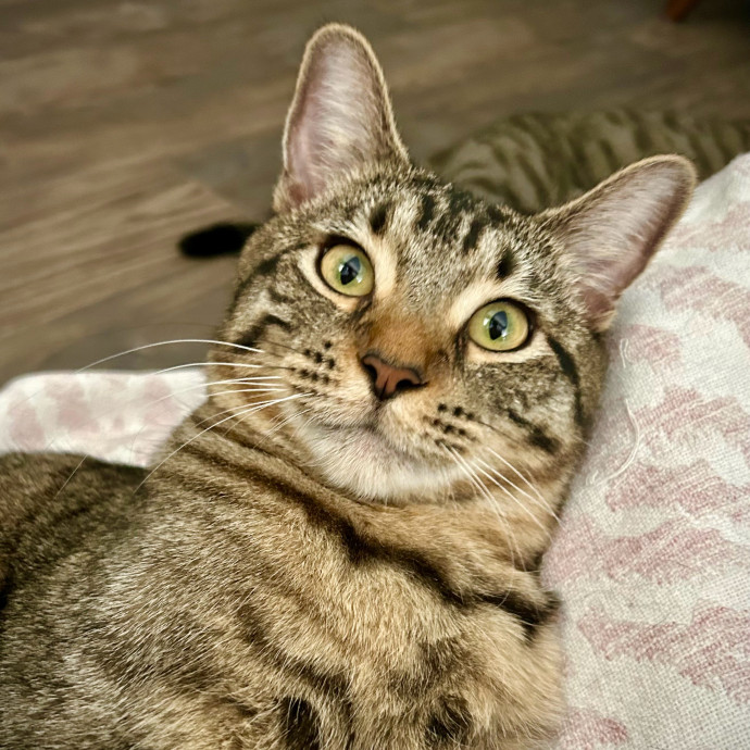Meows With Molly