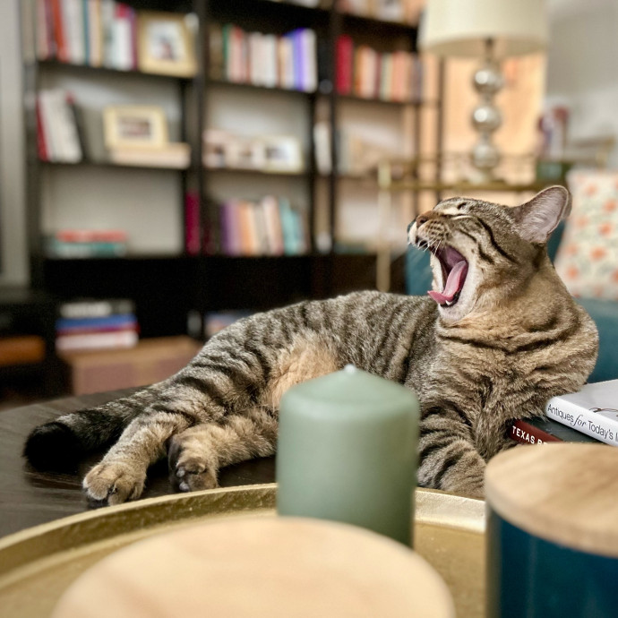 Meows With Molly