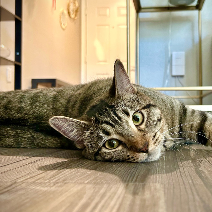 Meows With Molly