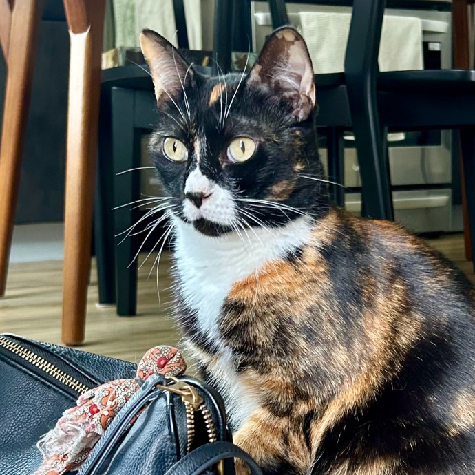 Meows With Molly