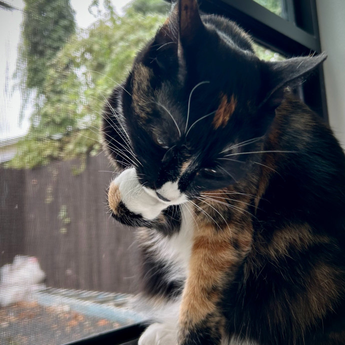 Meows With Molly