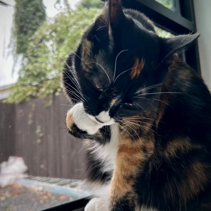 Meows With Molly