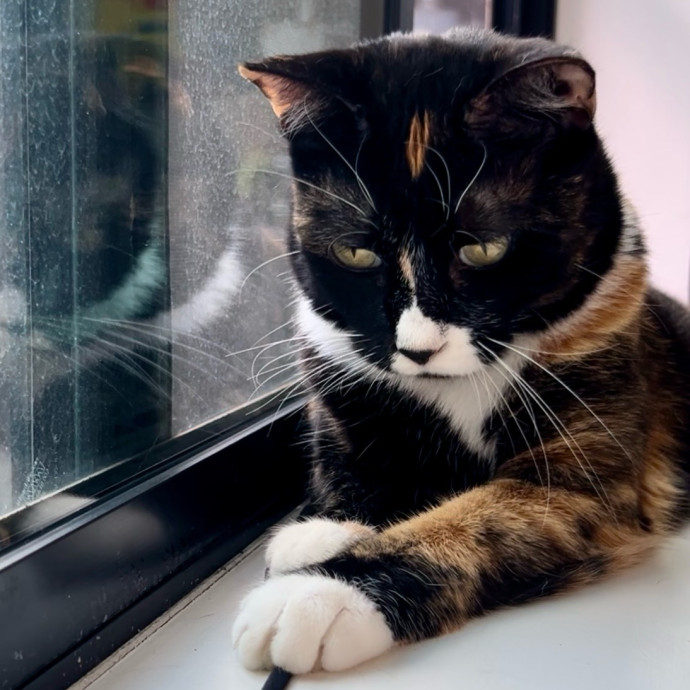 Meows With Molly