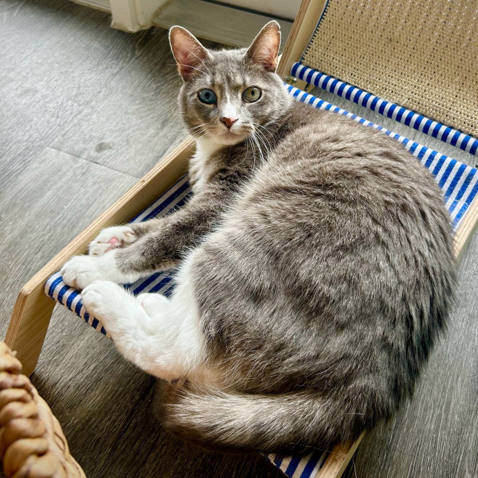 Meows With Molly