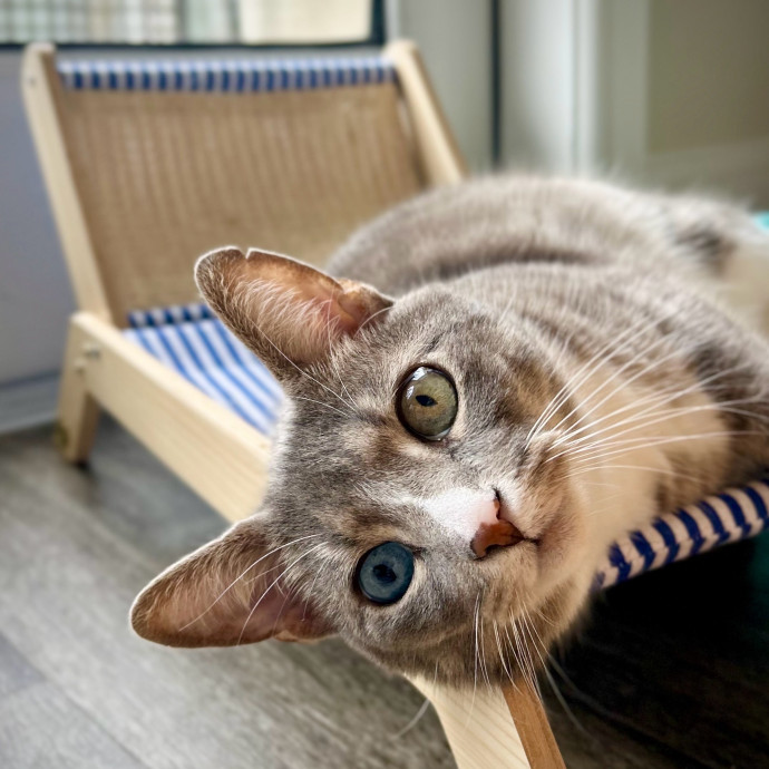 Meows With Molly