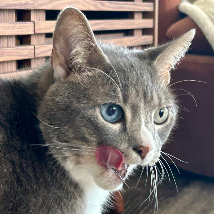 Meows With Molly