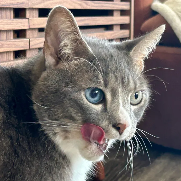 Meows With Molly