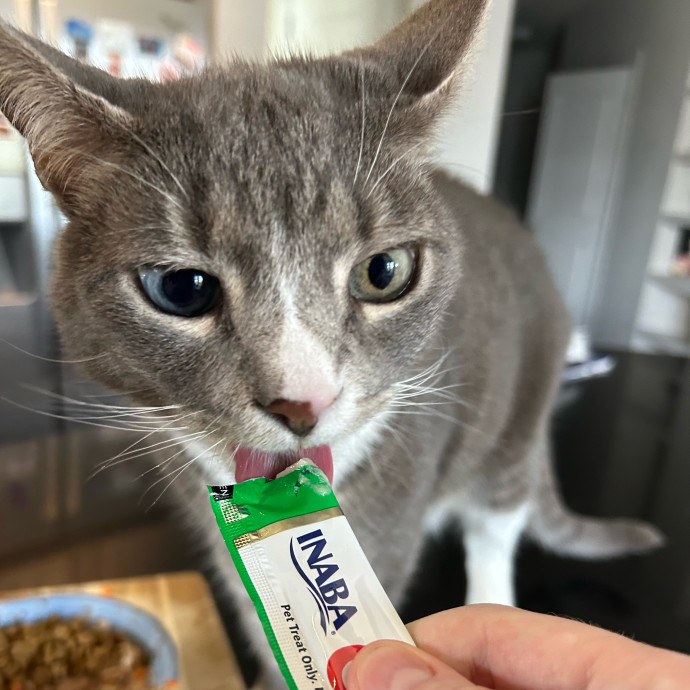 Meows With Molly