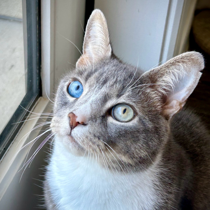 Meows With Molly