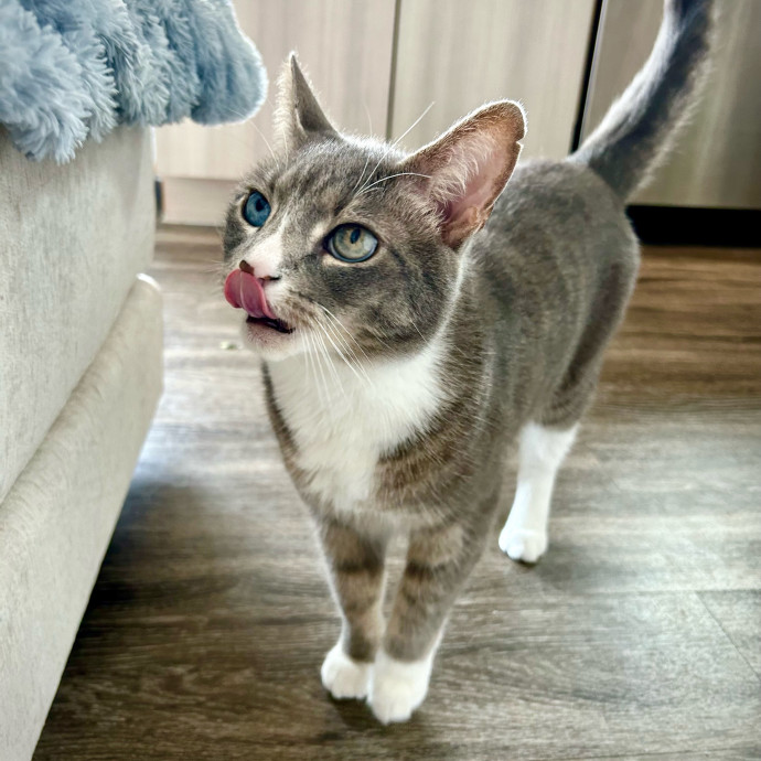 Meows With Molly