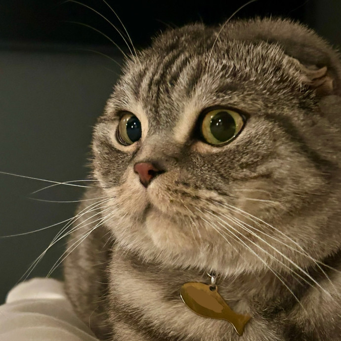 Meows With Molly
