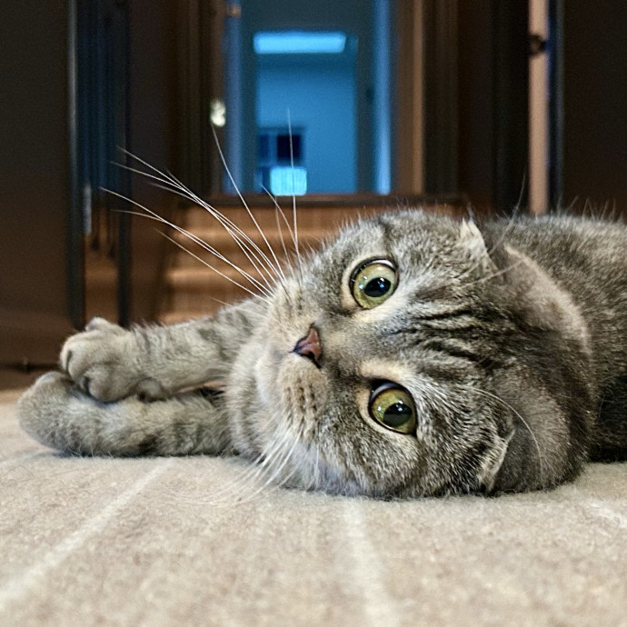 Meows With Molly
