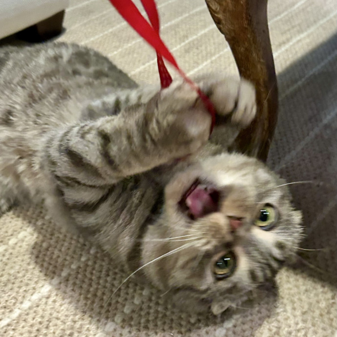 Meows With Molly