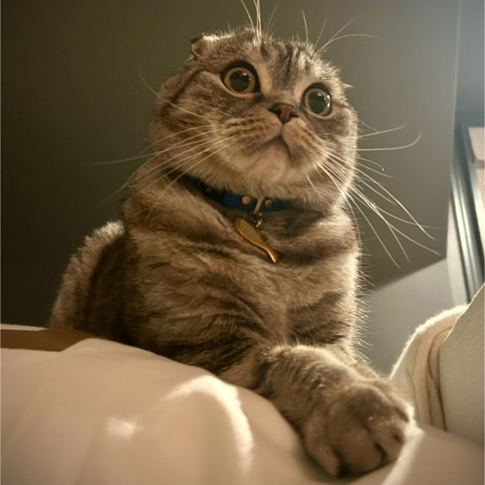 Meows With Molly