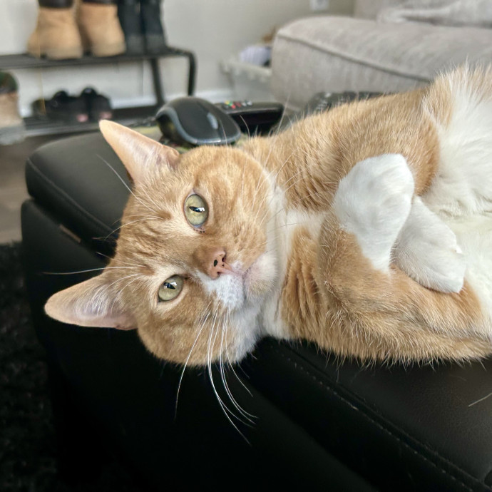 Meows With Molly