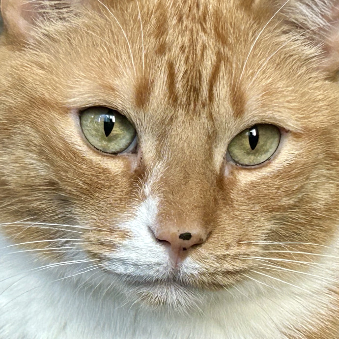 Meows With Molly