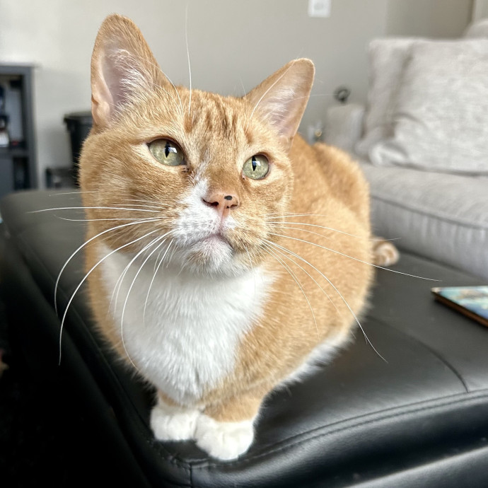 Meows With Molly