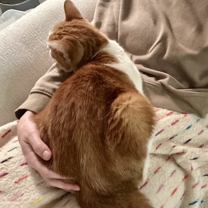 Meows With Molly