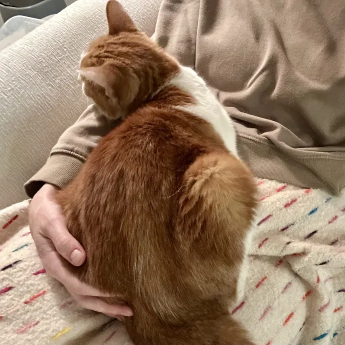 Meows With Molly