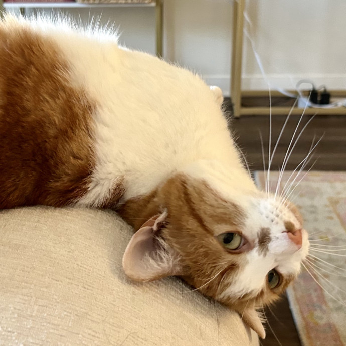 Meows With Molly