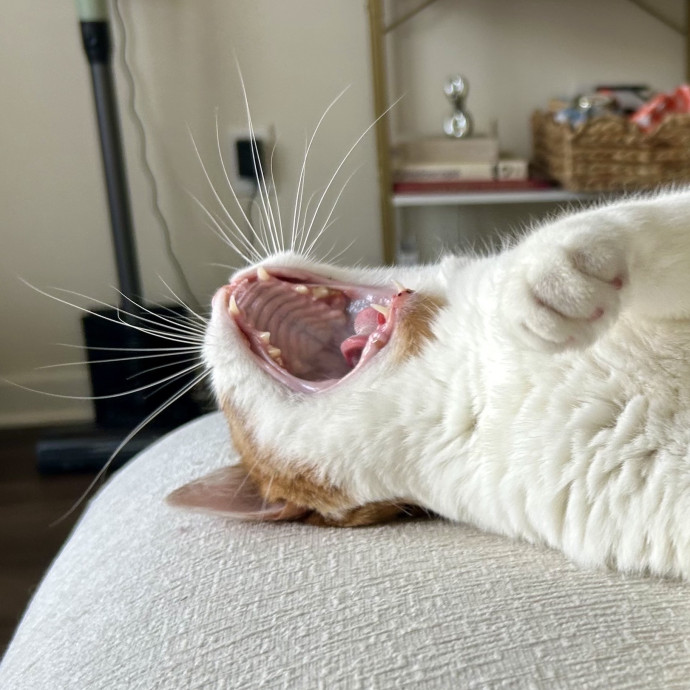 Meows With Molly