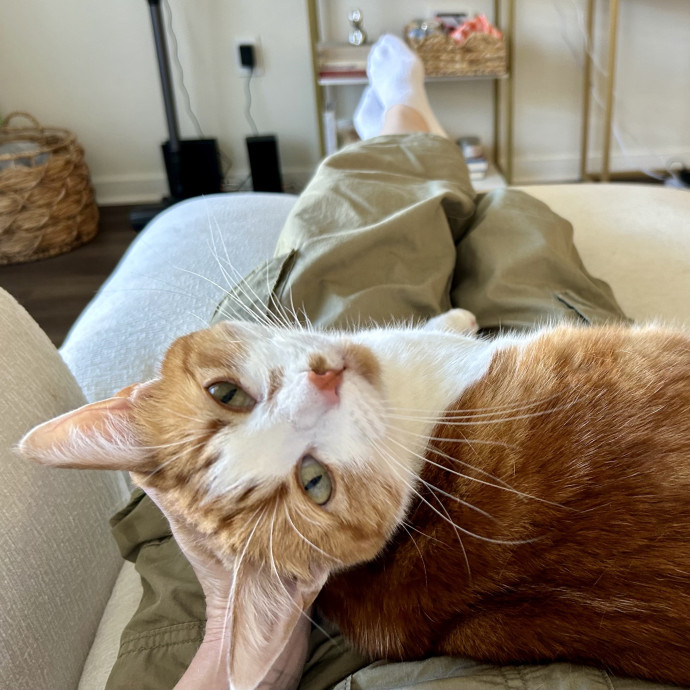 Meows With Molly
