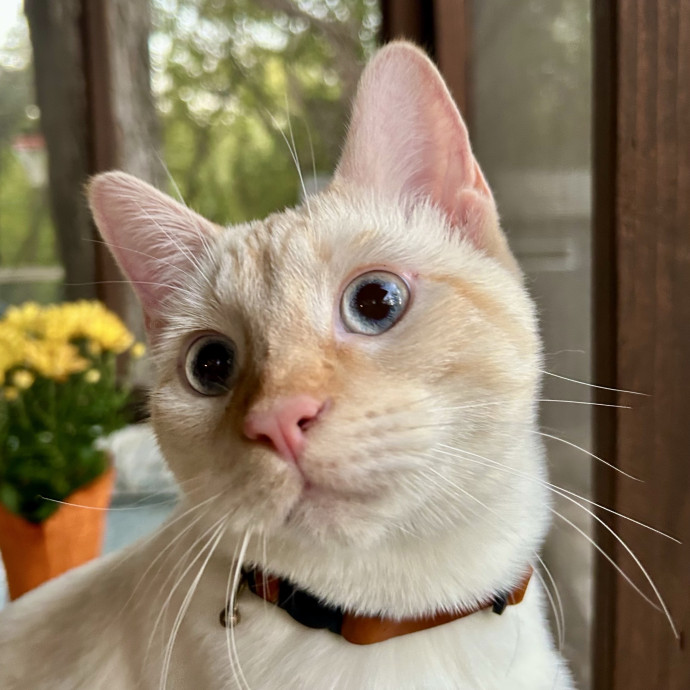 Meows With Molly