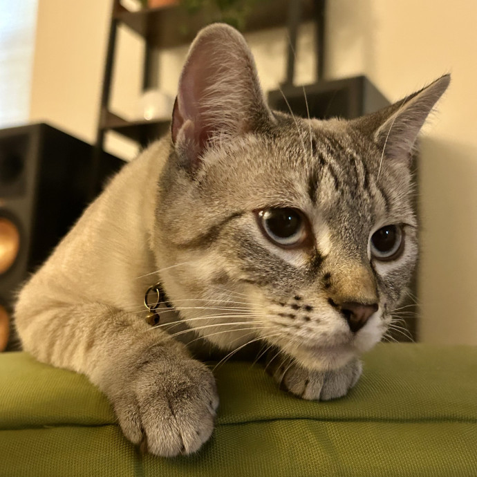 Meows With Molly photo 3