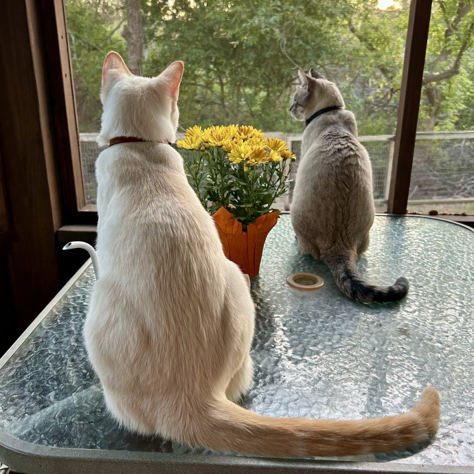 Meows With Molly photo 2
