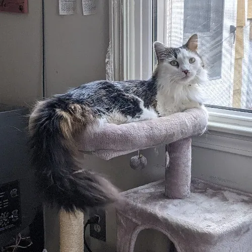 Sabrina's Accommodating  Cat Sitting photo 2