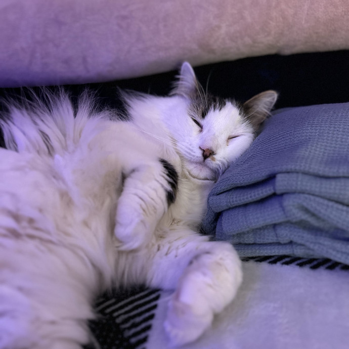 Sabrina's Accommodating  Cat Sitting photo 3
