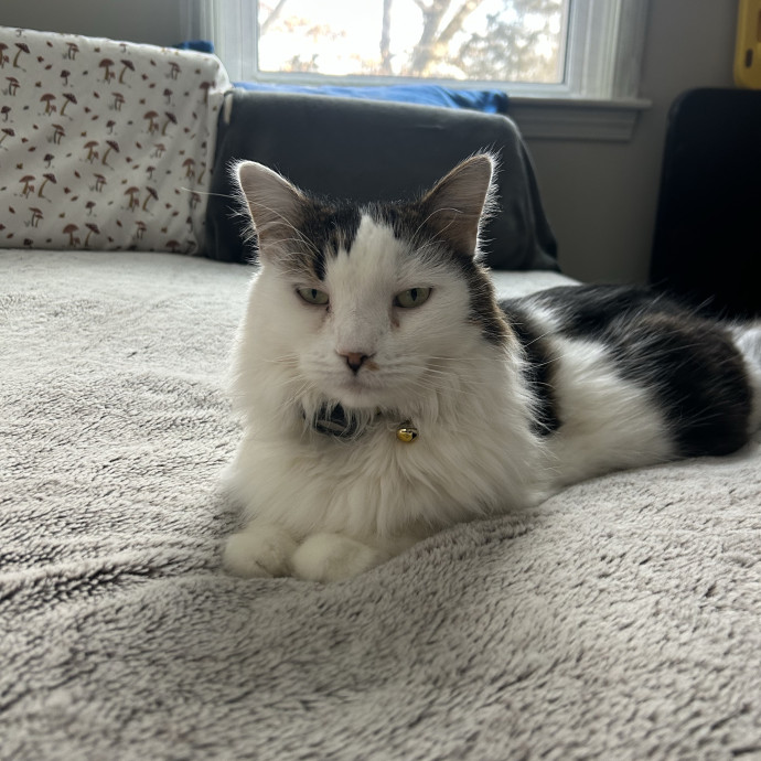 Sabrina's Accommodating  Cat Sitting photo 2