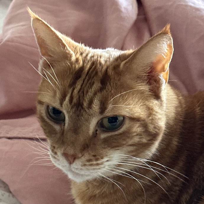 Trustworthy San Francisco Cat Sitter