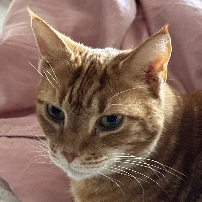 Trustworthy San Francisco Cat Sitter