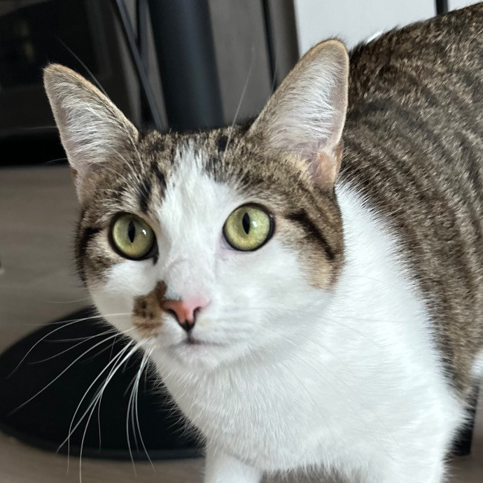 Trustworthy San Francisco Cat Sitter