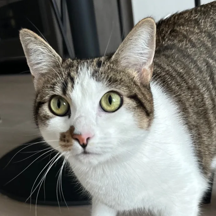 Trustworthy San Francisco Cat Sitter