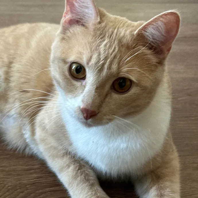 Trustworthy San Francisco Cat Sitter