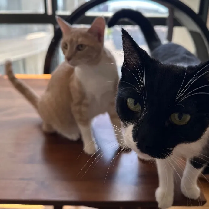 Trustworthy San Francisco Cat Sitter