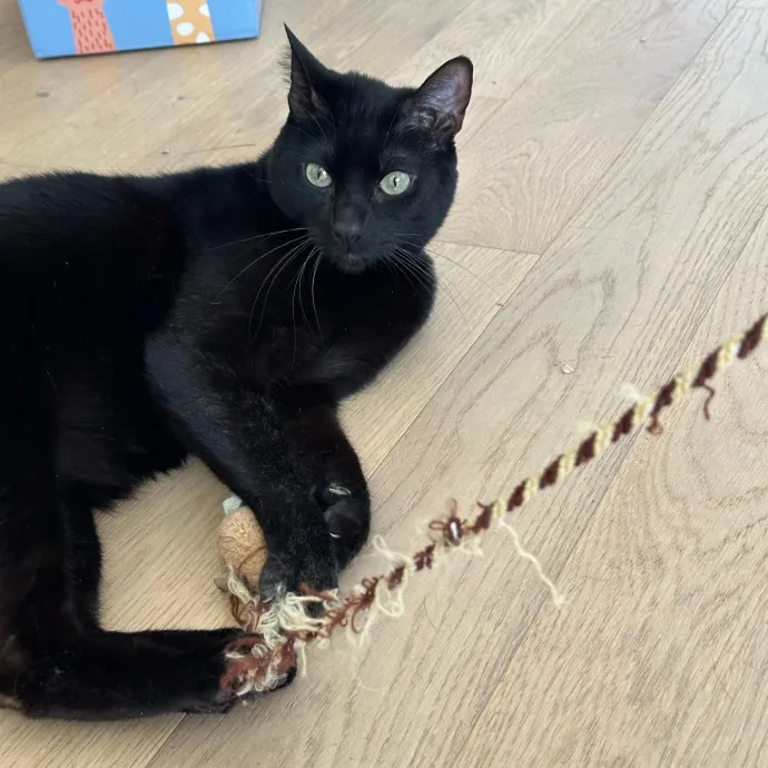 Trustworthy San Francisco Cat Sitter