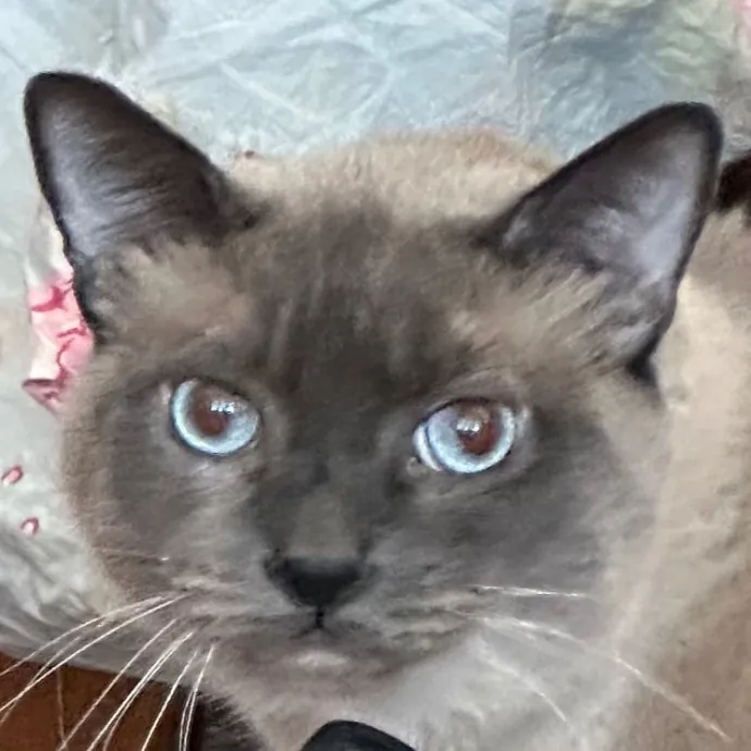 Trustworthy San Francisco Cat Sitter