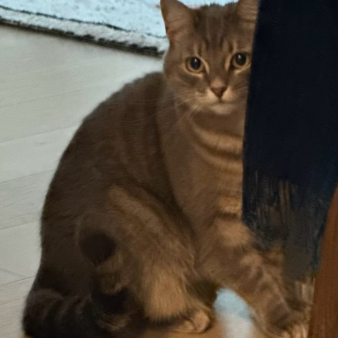 Trustworthy San Francisco Cat Sitter